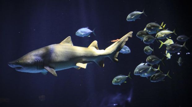A school of fish trail a shark in the New York Aquarium's latest exhibit, Wednesday June 20, 2018, in New York. 