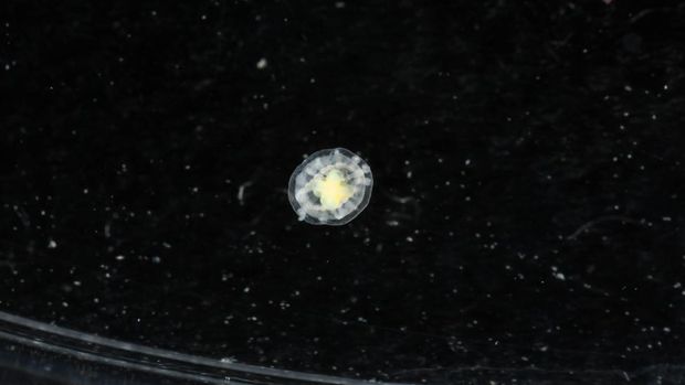 Ubur-ubur abadi atau Turritopsis dohrnii