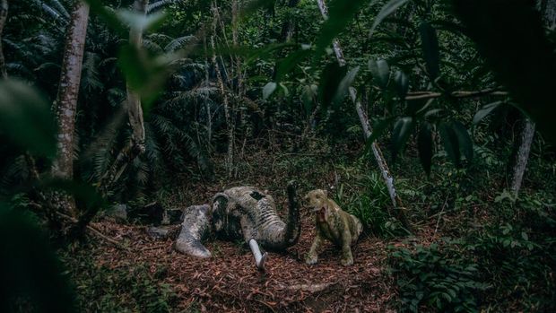 Dinasour replica are seen inside the Mimaland forest after 24 year close July 19, 2017 in Kuala Lumpur, Malaysia. Mimaland started operating in 1971, it was built on a hilly area of 300 acres in Ulu Gombak near Kuala Lumpur, first phase was completed in 1970, and consisted of 24 motels, 5 chalets and a swimming pool. The main attractions, was the 'prehistoric animal park' containing dinosaur.In January 1993, a 27-year-old Singaporean was killed while using the giant slide at the Mimaland pool. The incident shocked the public and resulted in a temporary closure of Mimaland. a minor landslide caused damage to the walls of the same pool in May 1994. This incident caused muddy water to seep into the pool, causing the area to close to the public, Mimaland was closed permanently in 1994. Photo by Samsul Said. (Photo by Samsul Said/NurPhoto via Getty Images)