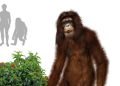 Cerita Bule Bertemu Makhluk Misterius di Sumatra, Apa Itu?