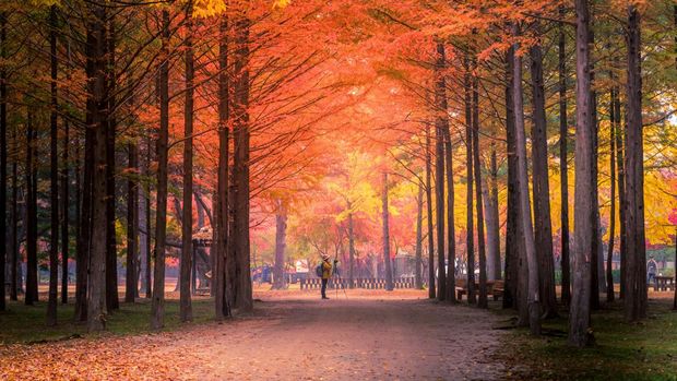 Pulau Nami di Gapyeong, Provinsi Gyeonggi, Korea Selatan. (File Foto - Getty Images/VDCM image)
