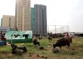 Jangan Asal Beli Hewan Kurban, Ini Syarat Dalam Syariat Islam