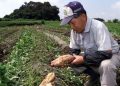 Mau Berumur Panjang Seperti Warga Jepang? Ini Rahasianya