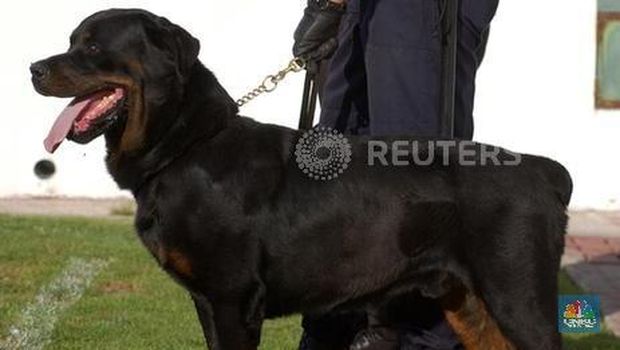 Rottweiler