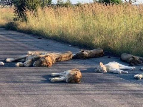 Singa Tidur di jalan saat Lockdown di Afrika Selatan (Richard Sowry/Kruger National Park)