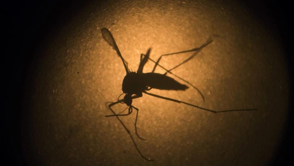 Ribuan Nyamuk Wolbachia Disebar di 5 Kota, Apa Tujuannya?