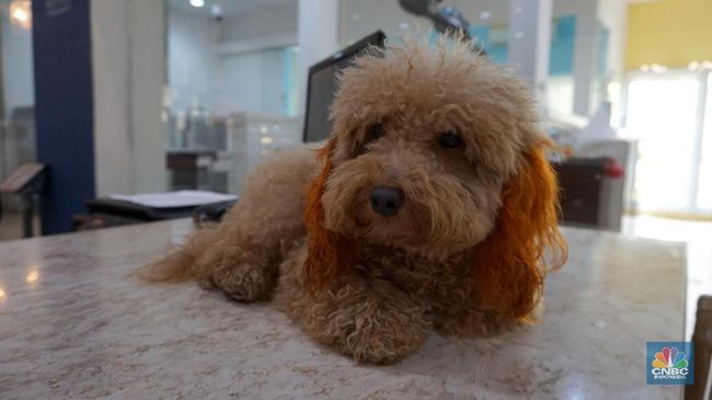 Viral Anjing Ini Makan Uang Cash Rp62 Juta Milik Majikan
