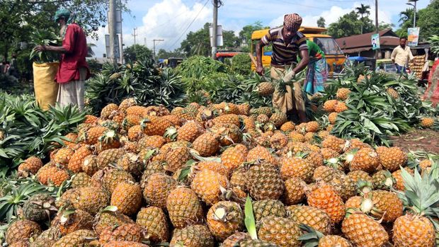 Ilustrasi petani buah nanas (Future Publishing via Getty Imagas)